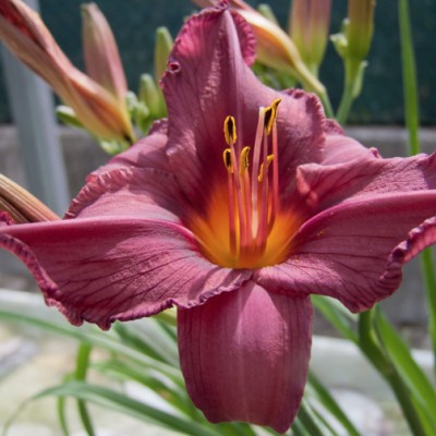 Hemerocallis 'Summer Wine'...