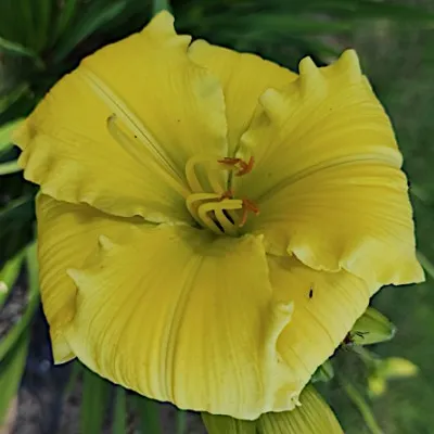 Hemerocallis 'Texas...