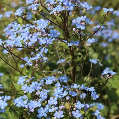 Brunnera macr. 'Alexander's...