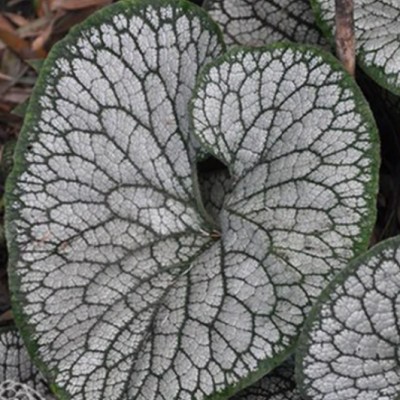 Brunnera  Macr. Silver Heart