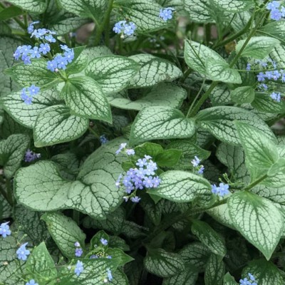 Brunnera  Macr. Silver Heart