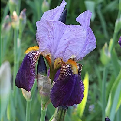 Iris germanica Alcazar v.9