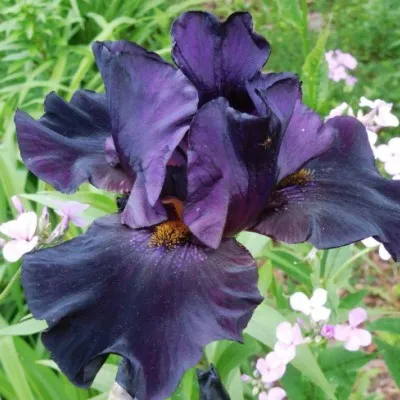 Iris (G) 'Black Knight' v.9