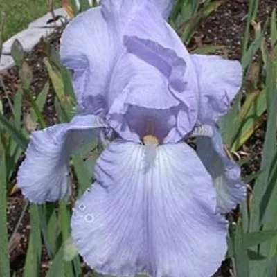 Iris (G) 'Blue Sapphire' v.9