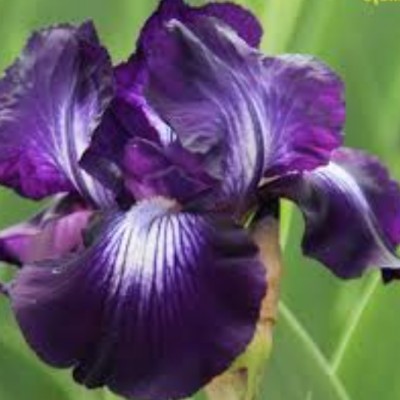 Iris (G) 'Exotic Star'  v.9