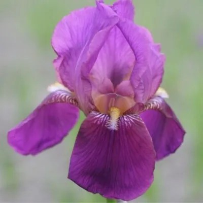 Iris germanica Imperator  v.9