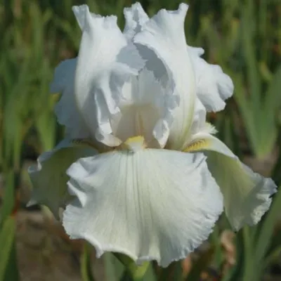 Iris (G) 'Lady Snowflake'  v.9