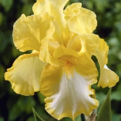 Iris (G) 'Lime Fizz'   v.9