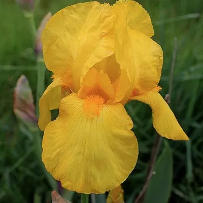 Iris (G) 'Ola Kala'    v.9