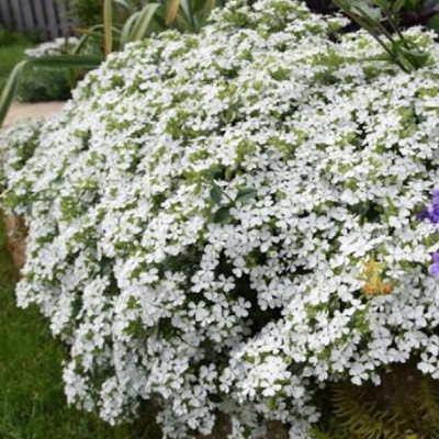 Saponaria Ocymoides snow...