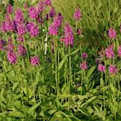 STACHYS monnieri 'Hummelo' v.9