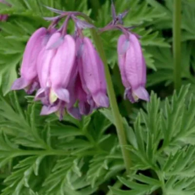 Dicentra Formosa vaso  lt.1