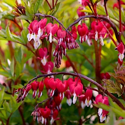 Dicentra spectabilis...