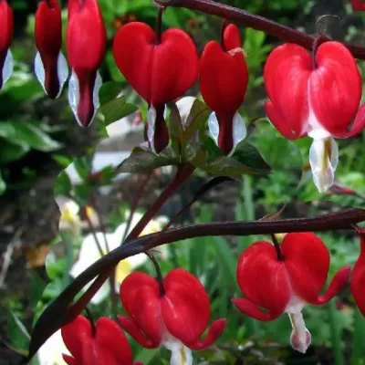 Dicentra spectabilis...