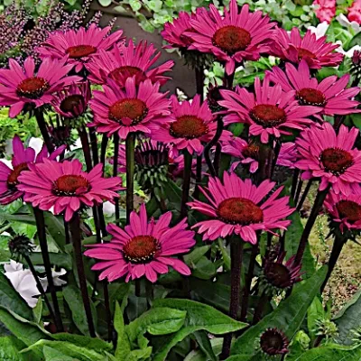 Echinacea  Fatal Attraction...