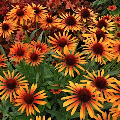 Echinacea  Flame Thrower ®...