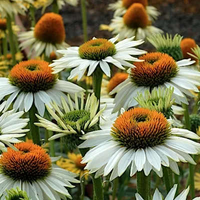 Echinacea  Fragrant Angel ®...