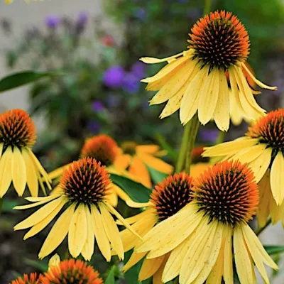 Echinacea  Harvest Moon ®...