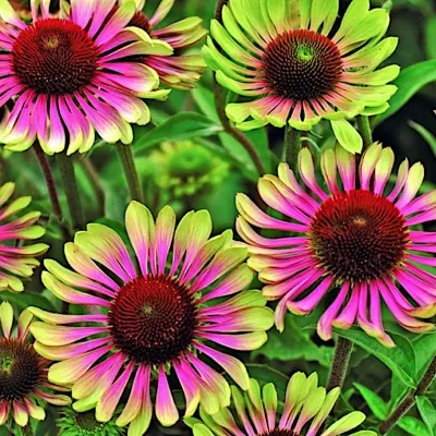 Echinacea  Green Envy ®...