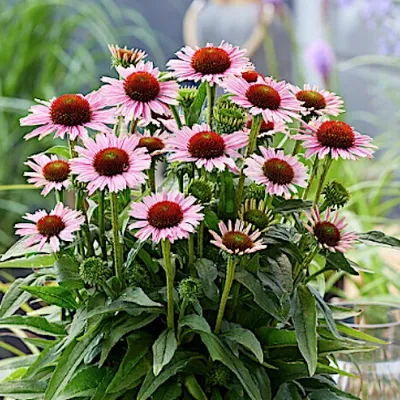 Echinacea Hope (r)