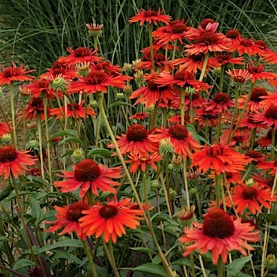 copy of Echinacea Purpurea...