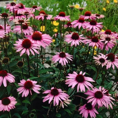 Echinacea Merlot (r)  vaso...