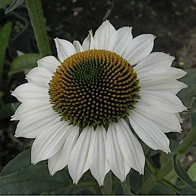 Echinacea Purity (r)  vaso...