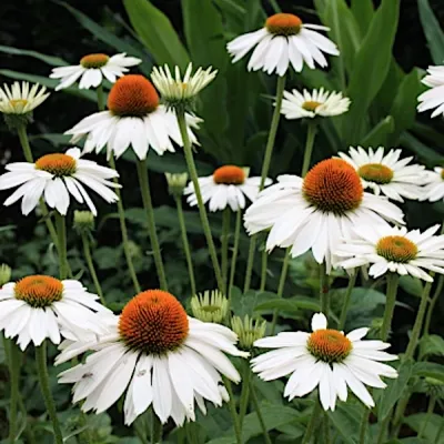 Echinacea Purity (r)  vaso...