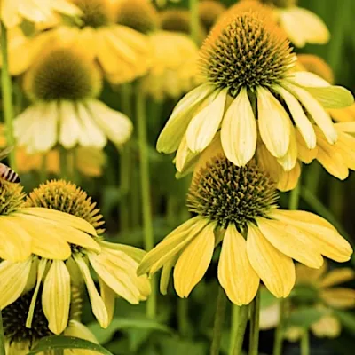 Echinacea Sunrise (r)  vaso...