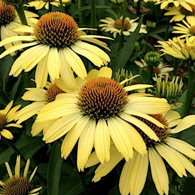 Echinacea Cleopatra (r)...