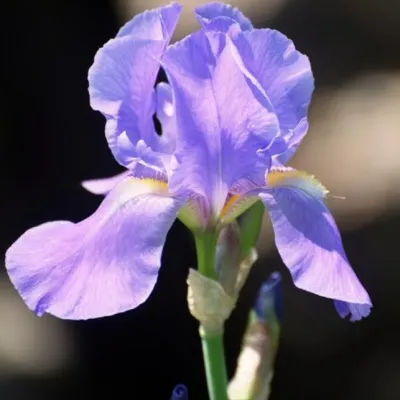 Iris Pallida Dalmatica' v.9