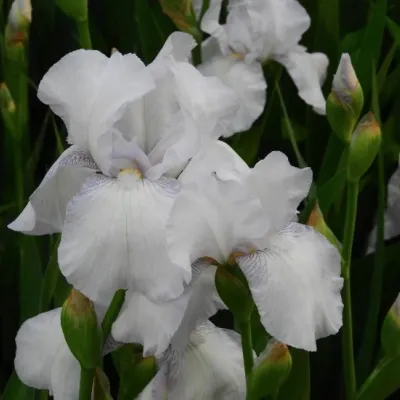 Iris Germanica Bianco vaso...