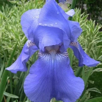 Iris Germanica Blu chiaro...