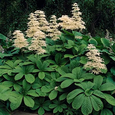 Rodgersia aesculifolia v. 1...