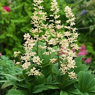 Rodgersia Pinnata v. 1 lt.