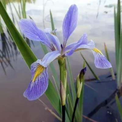 Iris Versicolor v.9