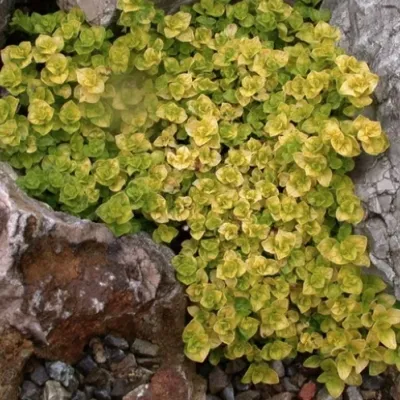 Origanum Vulgaris aureum v.9