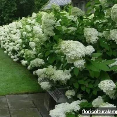 Hydrangea paniculata little...