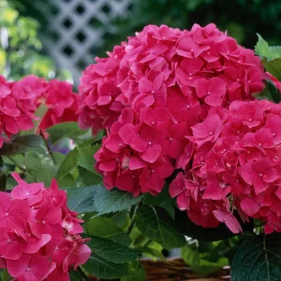 Hydrangea Macrophylla...