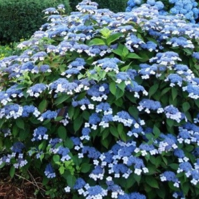 Hydrangea serrata Blue Bird...