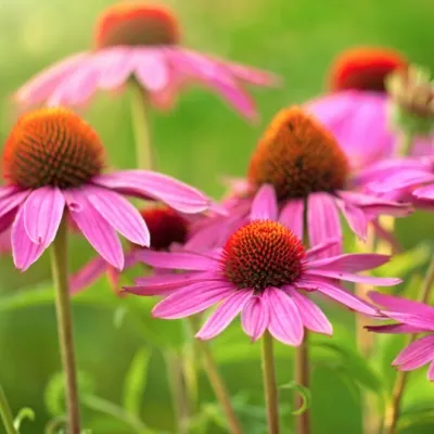 Echinacea Purpurea vaso 9