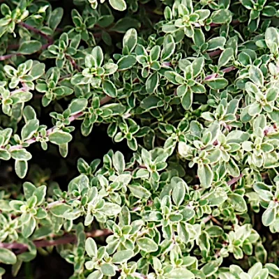 Thymus Citriodorus Silver...