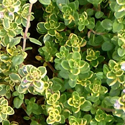 Thymus Citriodorus...