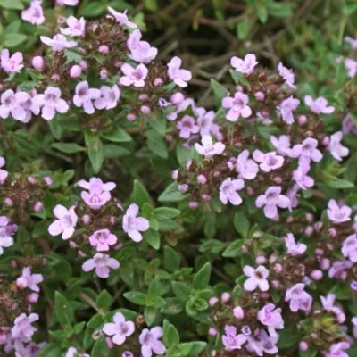 Thymus erba barona v 9