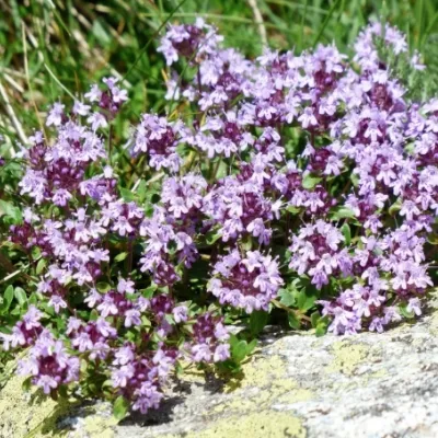 Thymus Longicaulis v. 9