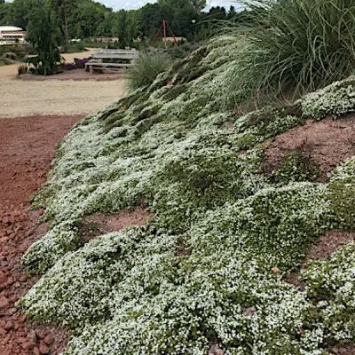 Thymus Praecox albus v. 9