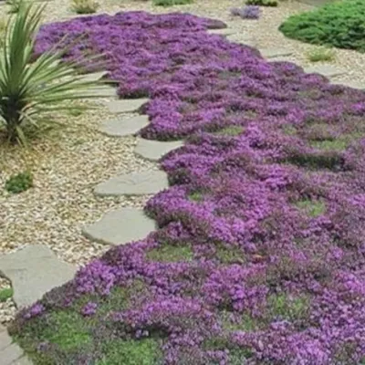 Thymus Praecox atropurpurea...