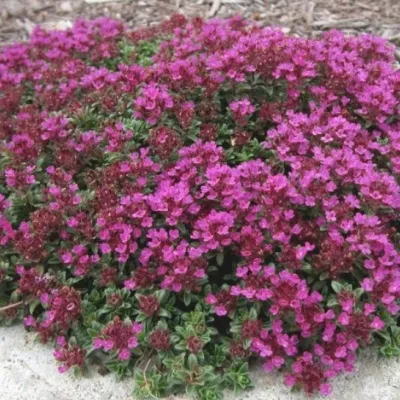 Thymus Praecox Coccineus v. 9