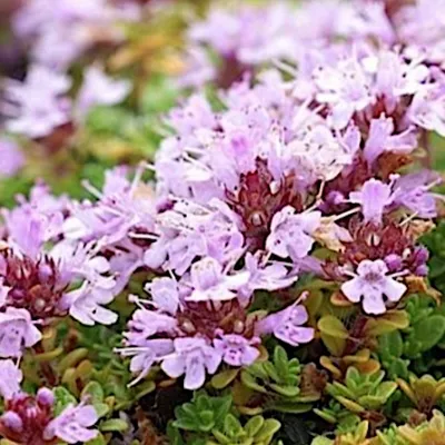 Thymus Praecox Minor v. 9