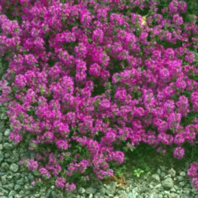 Thymus Praecox Purple...